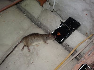 rodent trapping